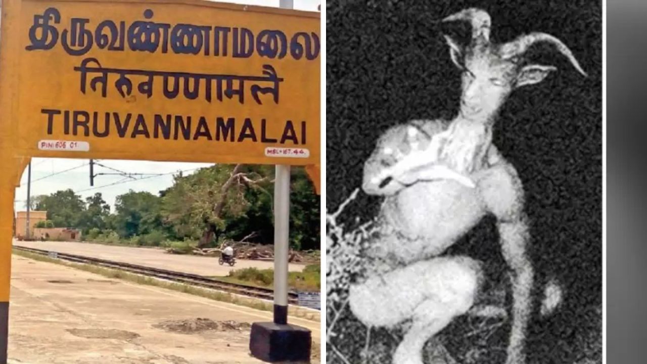 திருவண்ணாமலையில் நடமாடும் வினோத விலங்கு? இது உண்மையா? தமிழக அரசு விளக்கம் திருவண்ணாமலையில் நடமாடும் வினோத விலங்கு? இது உண்மையா? தமிழக அரசு விளக்கம்