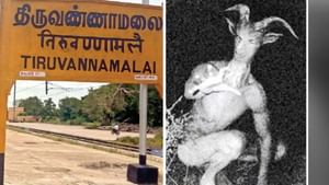 திருவண்ணாமலையில் நடமாடும் வினோத விலங்கு? இது உண்மையா? தமிழக அரசு விளக்கம்