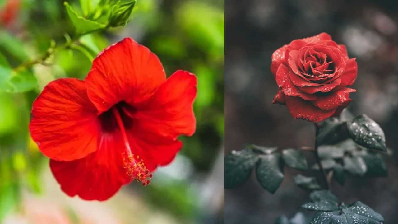 Vastu Tips: தெற்கு திசையில் இந்த செடிகளை நட்டால் இவ்வளவு பலன்களா? Vastu Tips: தெற்கு திசையில் இந்த செடிகளை நட்டால் இவ்வளவு பலன்களா?