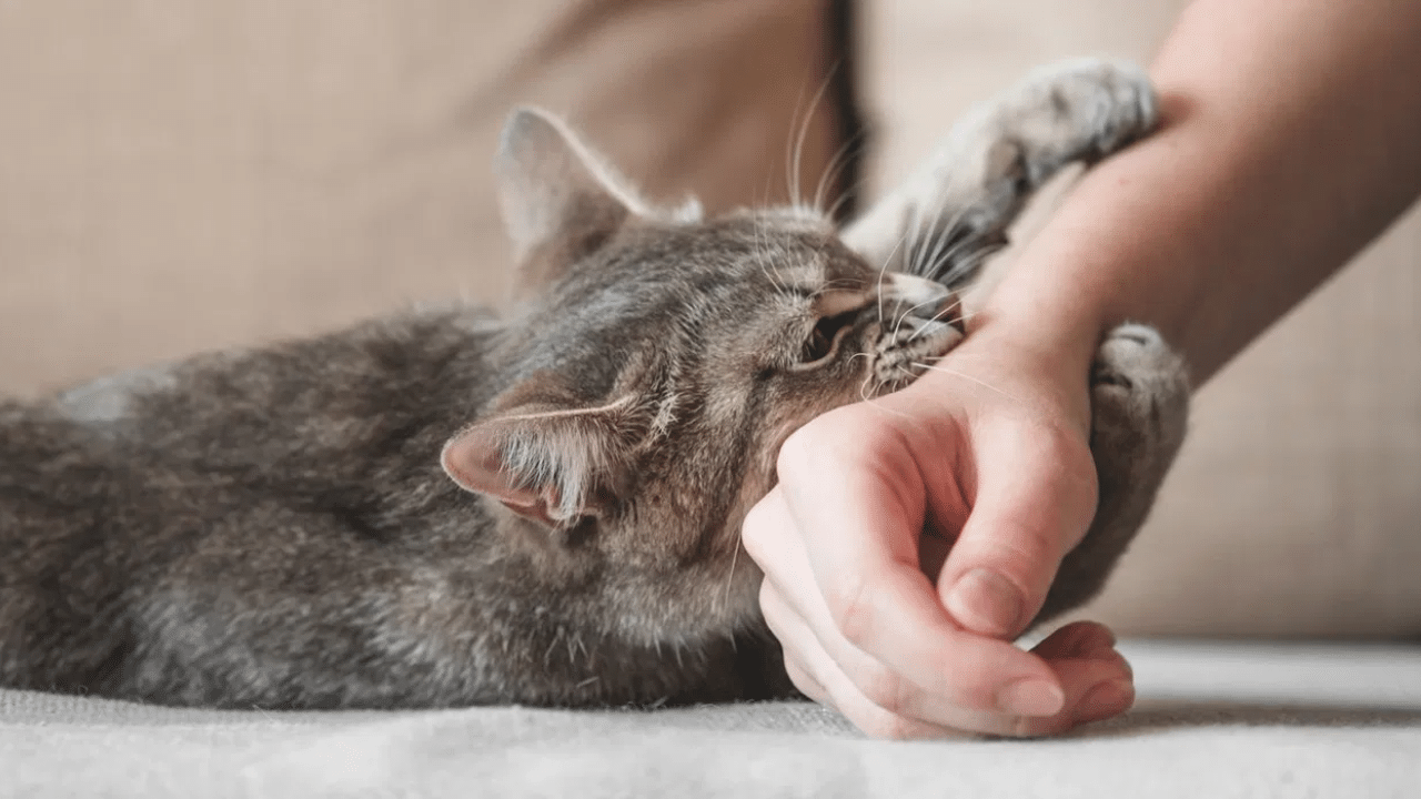 தெரு நாய்கள் மட்டுமல்ல... இந்த விலங்குகள் கடித்தாலும் ஆபத்து தான்! தெரு நாய்கள் மட்டுமல்ல... இந்த விலங்குகள் கடித்தாலும் ஆபத்து தான்!