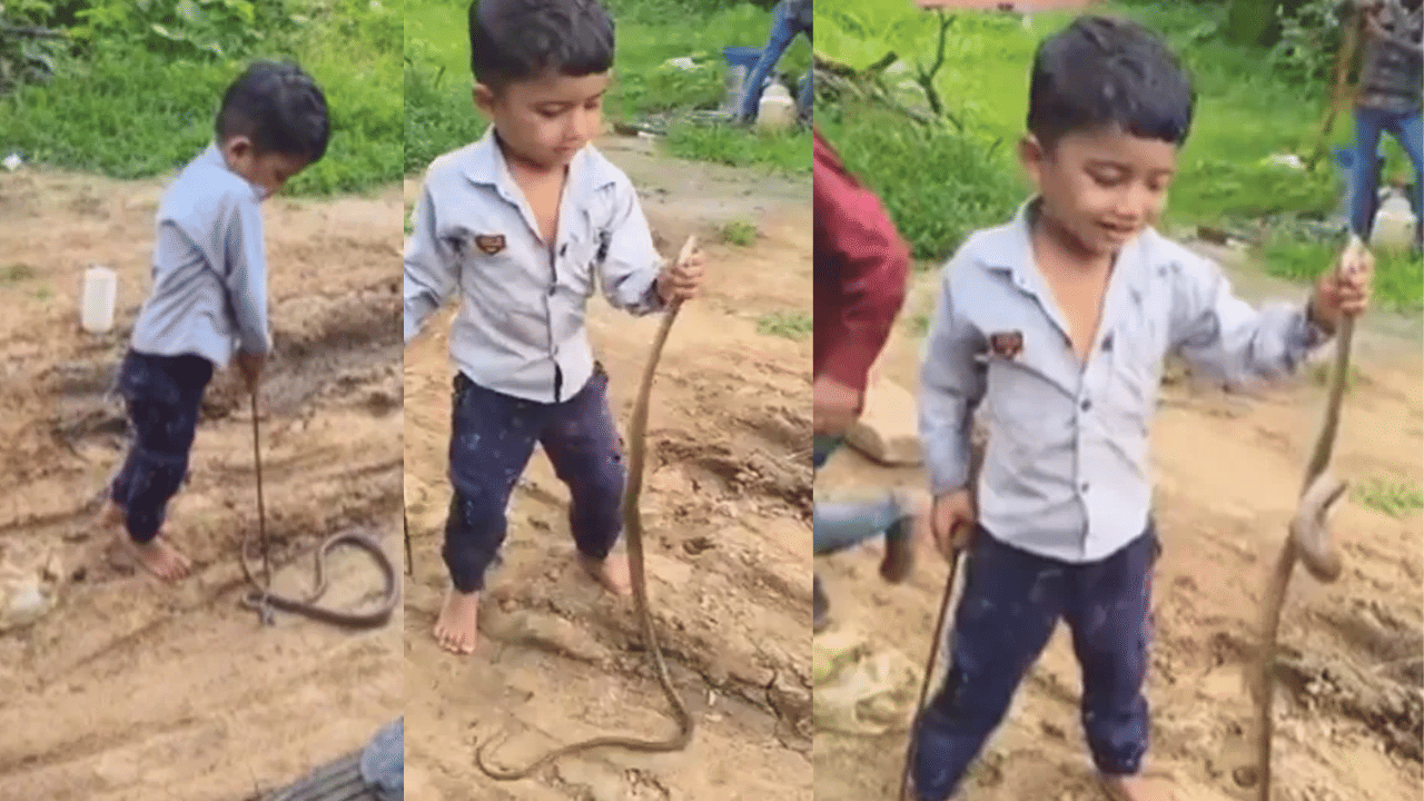 பாம்பை மண்புழு போல கையில் வைத்து விளையாடும் சிறுவன் – வைரல் வீடியோ பாம்பை மண்புழு போல கையில் வைத்து விளையாடும் சிறுவன் – வைரல் வீடியோ