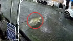 பூனை என நினைத்து சிறுத்தையை துரத்திய நாய்கள்.. வைரலாகும் சிசிடிவி காட்சி!...