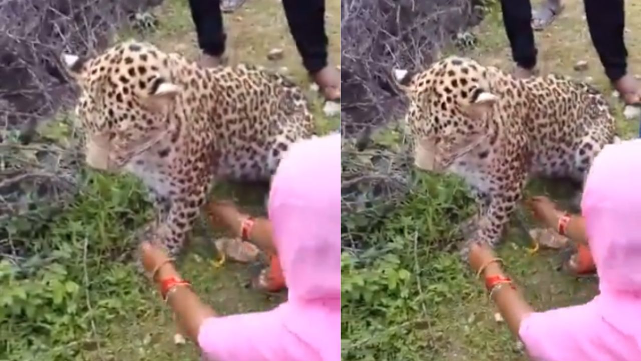 Viral Video : சிறுத்தைக்கு ராக்கி கட்டிய பெண்?.. இணையத்தை ஆச்சர்யத்திற்கு உள்ளாக்கிய வீடியோ! Viral Video : சிறுத்தைக்கு ராக்கி கட்டிய பெண்?.. இணையத்தை ஆச்சர்யத்திற்கு உள்ளாக்கிய வீடியோ!