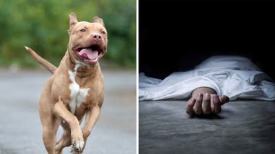 தூத்துக்குடி: வளர்ப்பு நாய் கீறலில் ரேபிஸ் தாக்கி மாணவி பலி