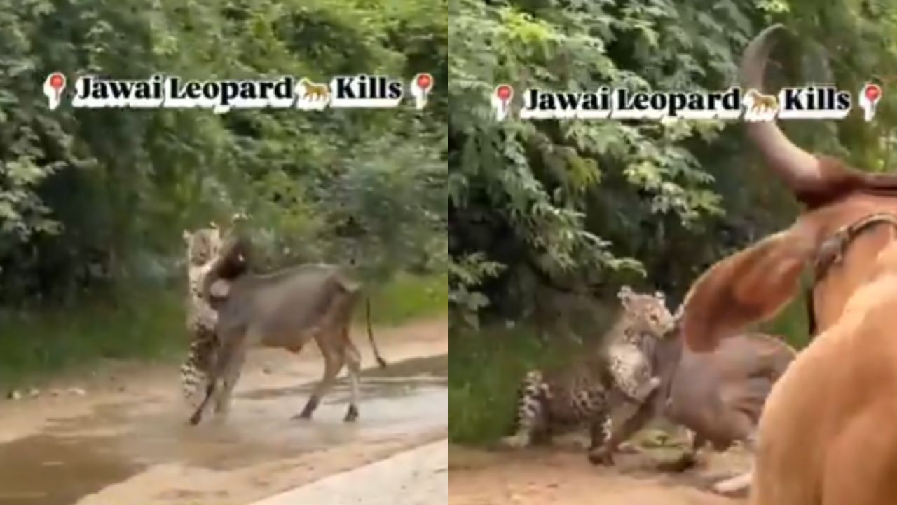 Viral Video : துணிச்சலாக எதிர்த்த மாடு.. வேட்டையாட வந்த சிறுத்தை தலைதெறிக்க ஓடியது! Viral Video : துணிச்சலாக எதிர்த்த மாடு.. வேட்டையாட வந்த சிறுத்தை தலைதெறிக்க ஓடியது!