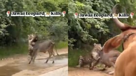 Viral Video : துணிச்சலாக எதிர்த்த மாடு.. வேட்டையாட வந்த சிறுத்தை தலைதெறிக்க ஓடியது!...