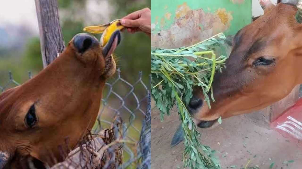 ஜோதிடத்தில் கிரக பிரச்னையா?.. பசுவிற்கு இந்த உணவு தானம் கொடுக்கலாம்! ஜோதிடத்தில் கிரக பிரச்னையா?.. பசுவிற்கு இந்த உணவு தானம் கொடுக்கலாம்!