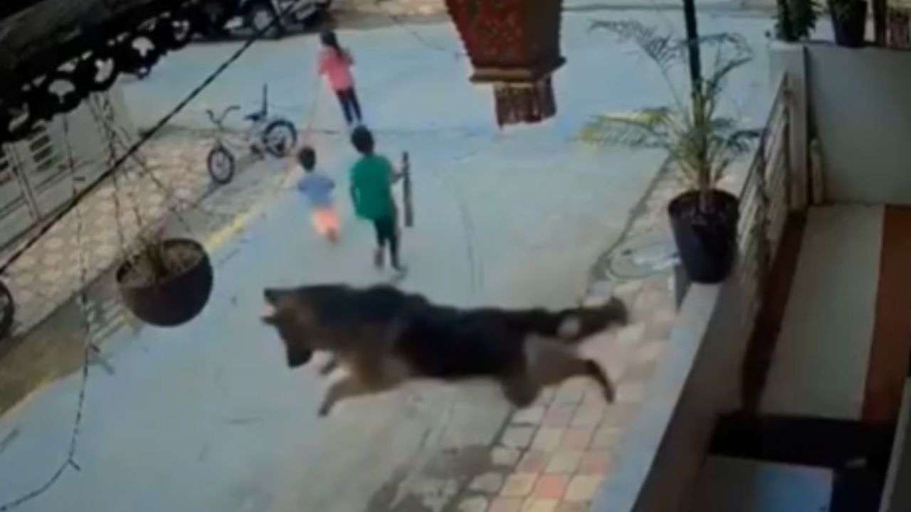 Viral Video : சிறுவர்களை துரத்திய தெரு நாய்.. ஹீரோ என்ட்ரி கொடுத்து காப்பாற்றிய ஜெர்மன் ஷெப்பர்ட்!