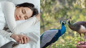 Dream Astrology: கனவில் மயில் வந்தால் கெட்ட சகுனமா? – இதை தெரிஞ்சுகோங்க!