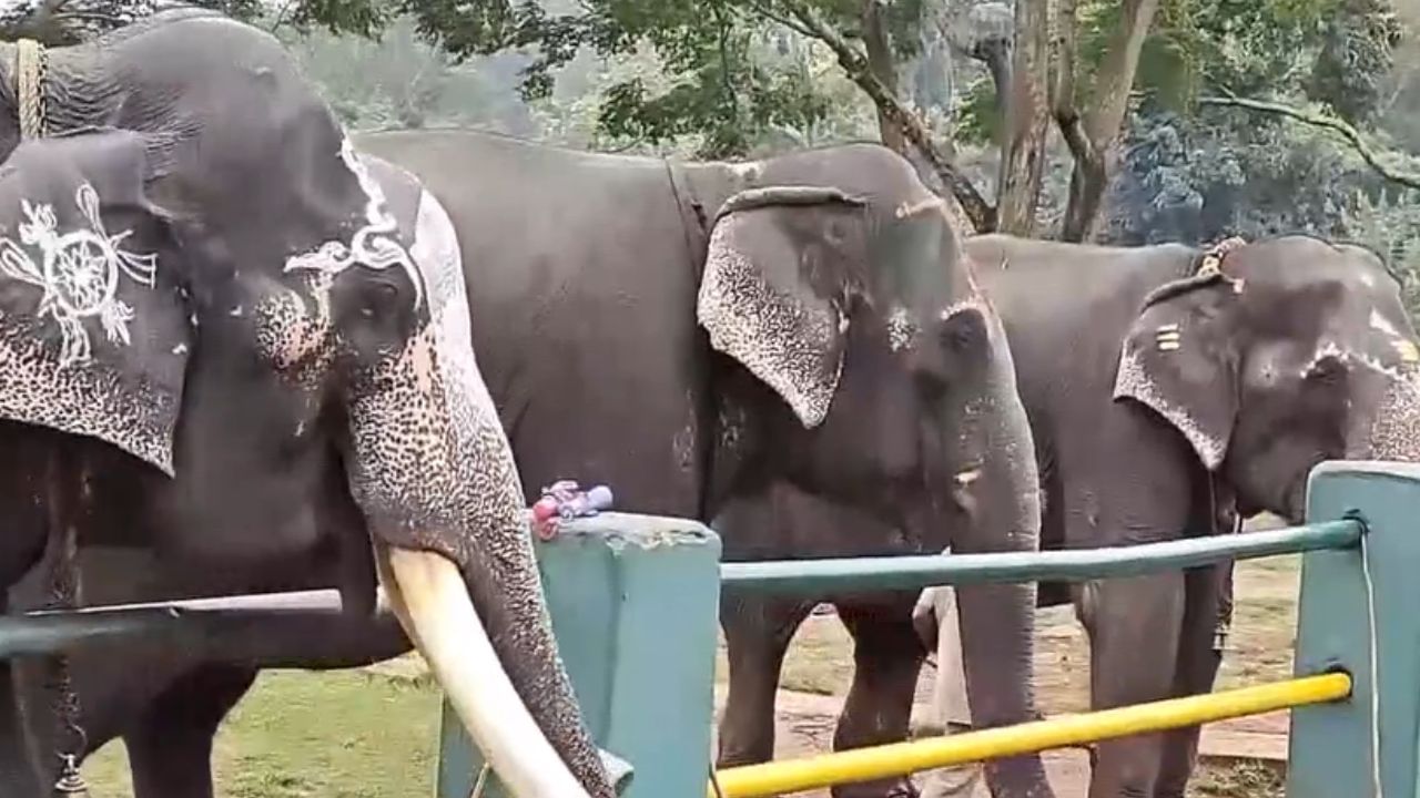 நீலகிரி யானைகள் முகாமில் நடந்த விநாயகர் சதுர்த்தி விழா