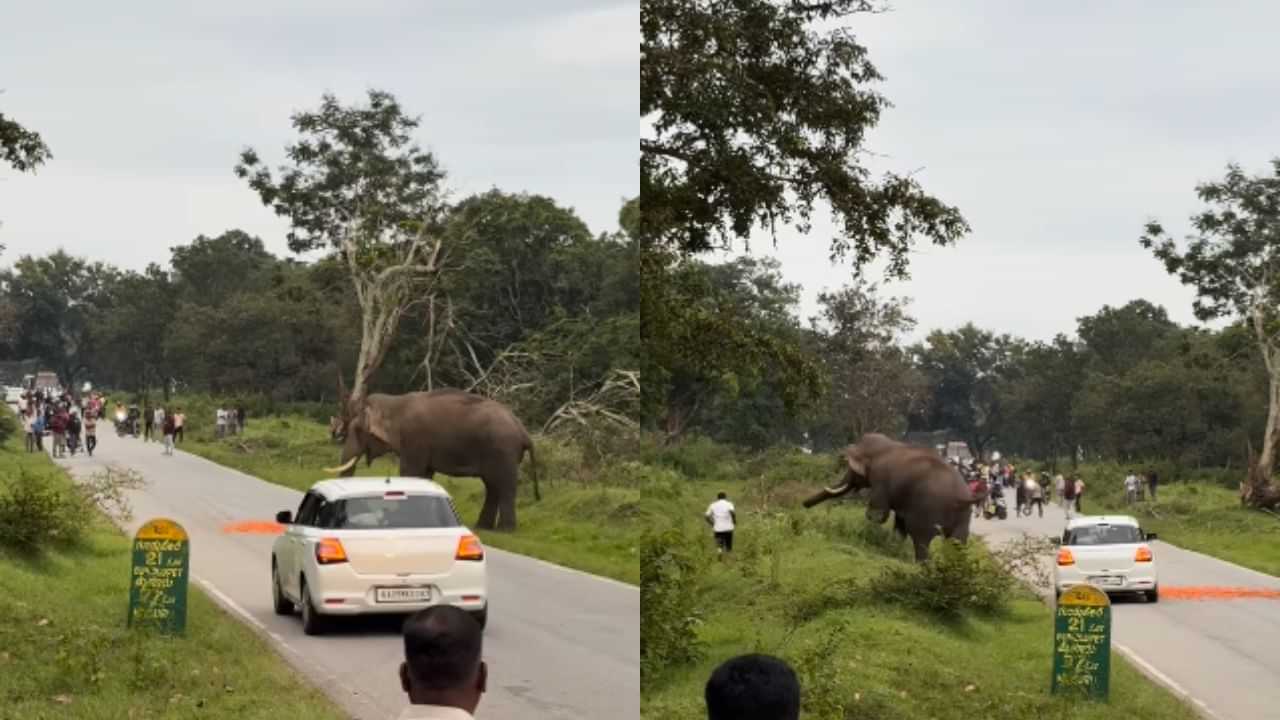 அருகே சென்று புகைப்படம் எடுக்க முயன்ற நபர்.. விடாமல் துரத்திய யானை.. வைரல் வீடியோ! அருகே சென்று புகைப்படம் எடுக்க முயன்ற நபர்.. விடாமல் துரத்திய யானை.. வைரல் வீடியோ!