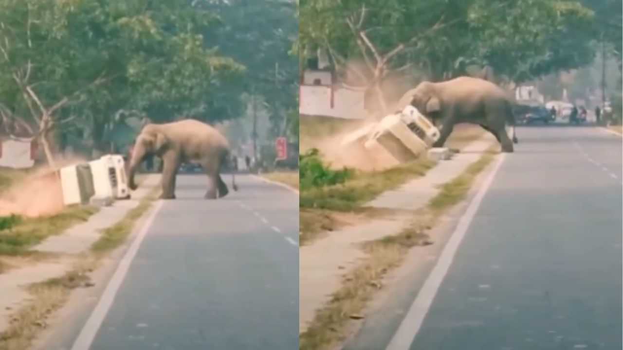 Viral Video : மினி டிரக் வாகனத்தை முட்டி தள்ளிய யானை.. பதற வைக்கும் வீடியோ! Viral Video : மினி டிரக் வாகனத்தை முட்டி தள்ளிய யானை.. பதற வைக்கும் வீடியோ!