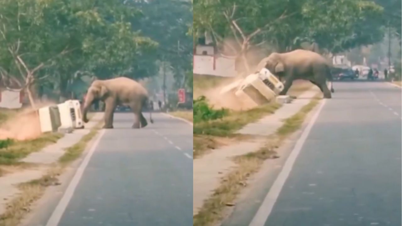 Viral Video : மினி டிரக் வாகனத்தை முட்டி தள்ளிய யானை.. பதற வைக்கும் வீடியோ! Viral Video : மினி டிரக் வாகனத்தை முட்டி தள்ளிய யானை.. பதற வைக்கும் வீடியோ!