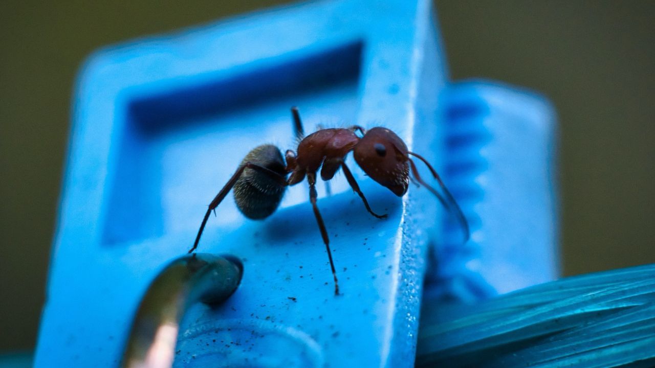 Get Rid Of Ants: மழைக்காலத்தில் வீட்டிற்குள் படையெடுக்கிறதா எறும்புகள்..? இயற்கை முறையில் இப்படி விரட்டுங்கள்! Get Rid Of Ants: மழைக்காலத்தில் வீட்டிற்குள் படையெடுக்கிறதா எறும்புகள்..? இயற்கை முறையில் இப்படி விரட்டுங்கள்!