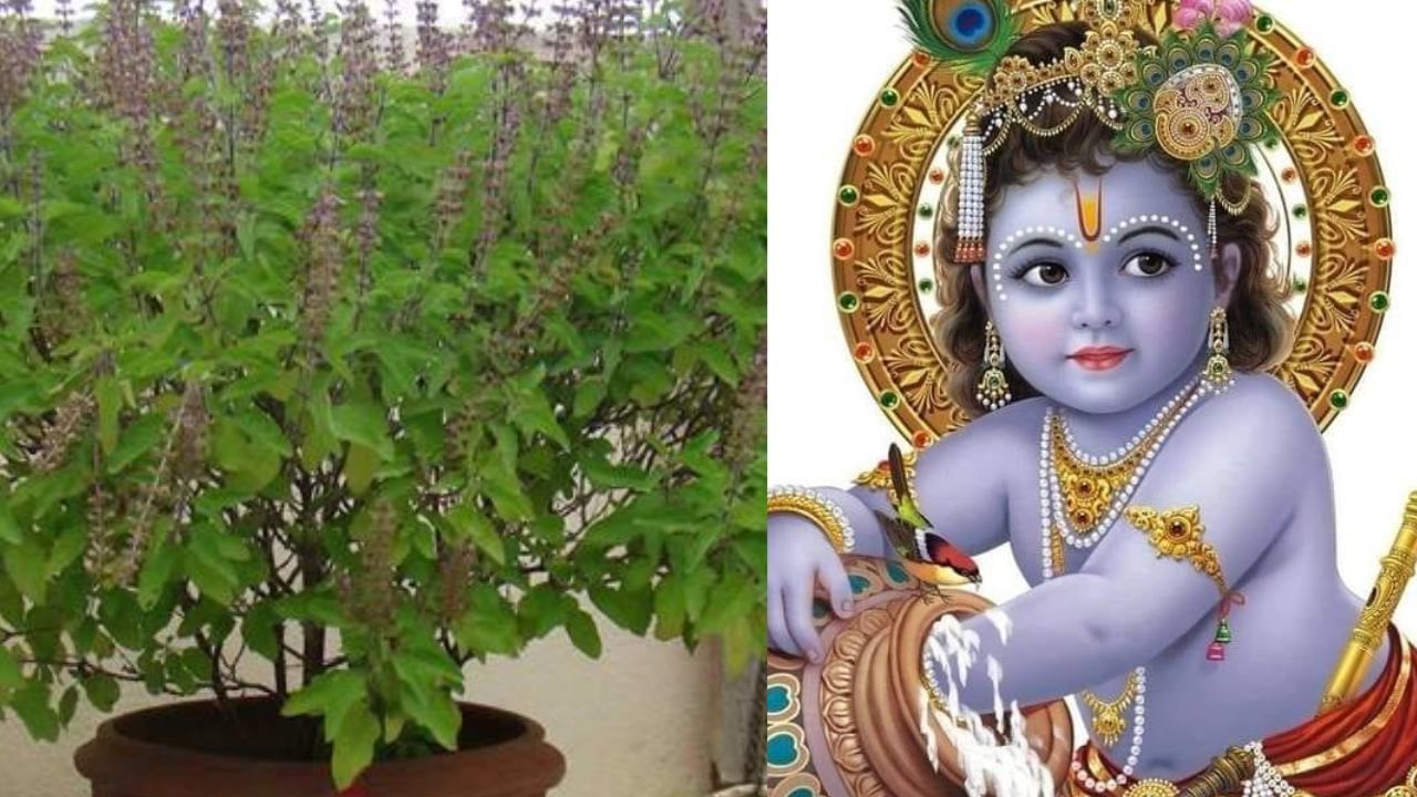 Gokulashtami: கிருஷ்ண ஜெயந்தி வழிபாடு.. துளசி வைத்தால் இவ்வளவு பலன்களா?