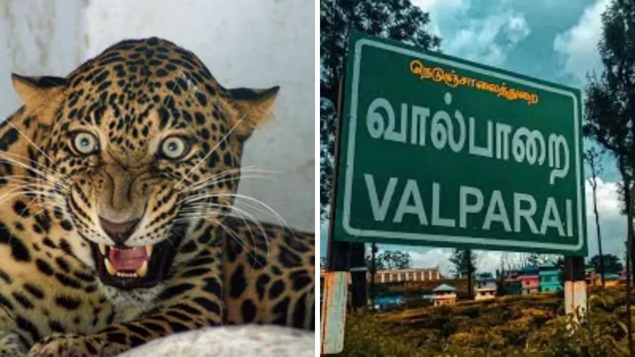 வால்பாறையில் பயங்கரம்… சிறுத்தை தாக்கி 8 வயது சிறுவன் உயிரிழப்பு! வால்பாறையில் பயங்கரம்… சிறுத்தை தாக்கி 8 வயது சிறுவன் உயிரிழப்பு!