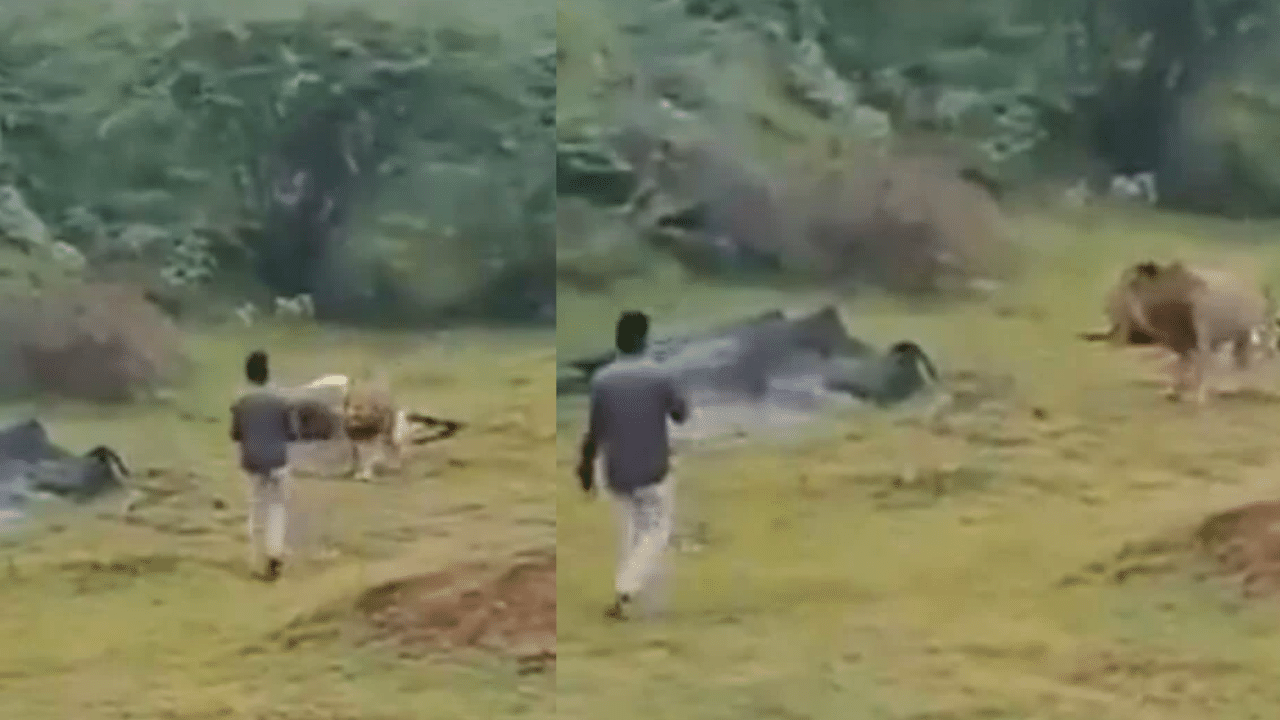 சிங்கத்துடன் போட்டோ எடுக்க முயன்றவருக்கு நேர்ந்த கதி – வைரலாகும் வீடியோ