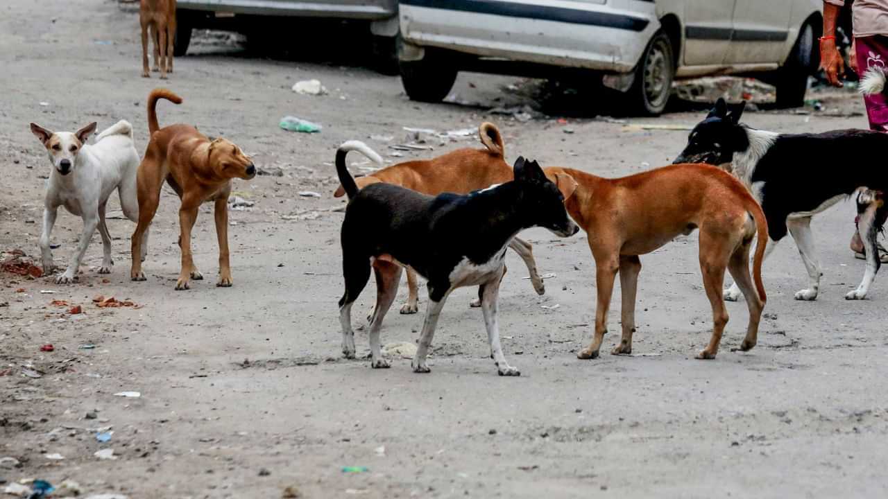 மயிலாடுதுறையில் அதிர்ச்சி... ஒரே நாளில் 20 பேரை கடித்து குதறிய தெருநாய்கள்.. தீவிர சிகிச்சை! மயிலாடுதுறையில் அதிர்ச்சி... ஒரே நாளில் 20 பேரை கடித்து குதறிய தெருநாய்கள்.. தீவிர சிகிச்சை!