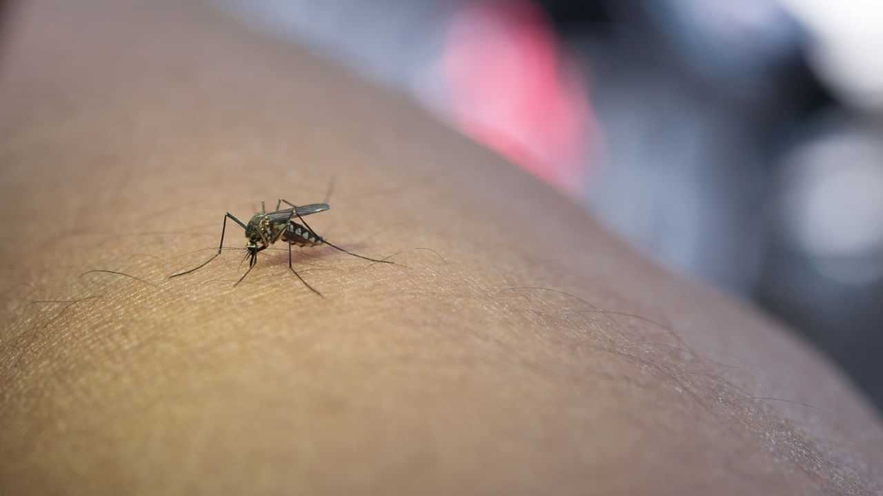 Mosquito-Borne Diseases: கொசுக்களால் பரவும் நோய்கள்.. அறிகுறிகள் என்ன..?  தடுப்பது எப்படி..?