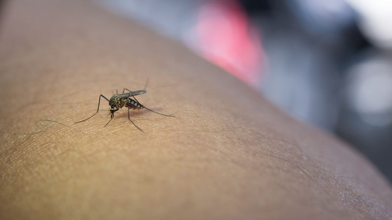Mosquito-Borne Diseases: கொசுக்களால் பரவும் நோய்கள்.. அறிகுறிகள் என்ன..? தடுப்பது எப்படி..? Mosquito-Borne Diseases: கொசுக்களால் பரவும் நோய்கள்.. அறிகுறிகள் என்ன..? தடுப்பது எப்படி..?