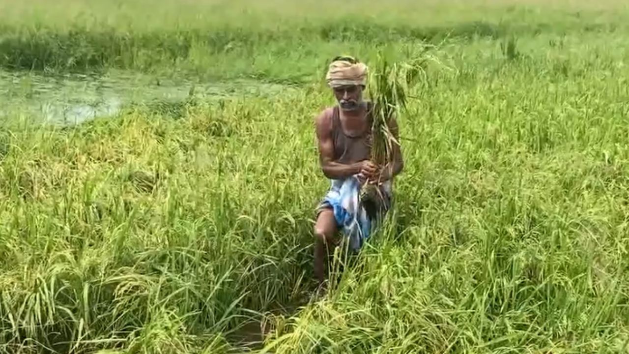 வேலூர் : கனமழையால் சோகம்.. தண்ணீரில் மூழ்கிய நெற்பயிர்கள்!