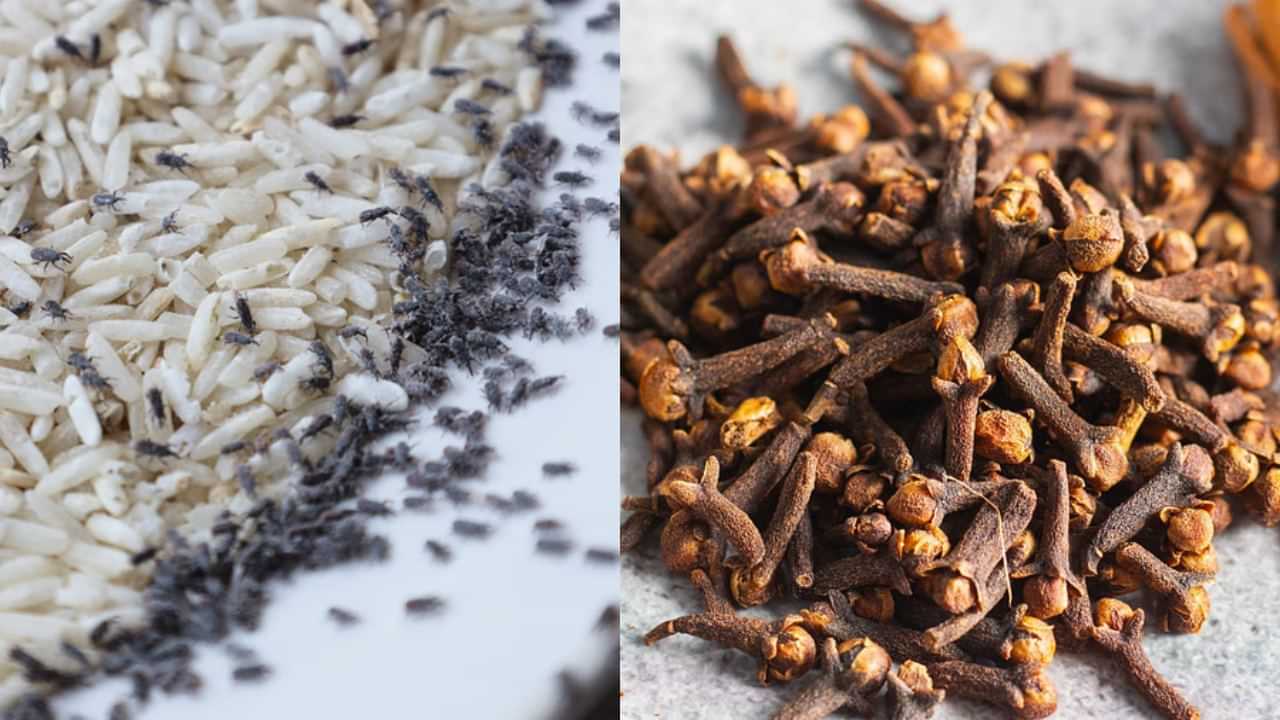 Monsoon Season Storage: மழைக்காலத்தில் அரிசியை அட்டாக் செய்யும் பூச்சிகள்.. பாதுகாக்க பக்கா ஃப்ளான் இதோ! Monsoon Season Storage: மழைக்காலத்தில் அரிசியை அட்டாக் செய்யும் பூச்சிகள்.. பாதுகாக்க பக்கா ஃப்ளான் இதோ!