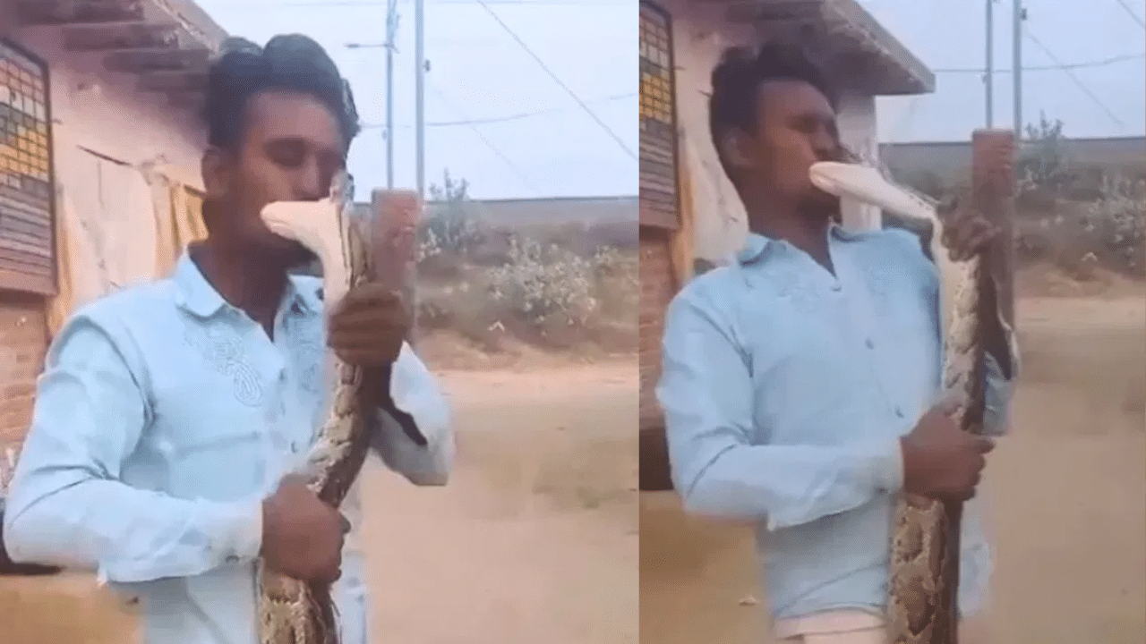 மலைப்பாம்புக்கு முத்தம் கொடுக்க முயன்ற இளைஞர் – அடுத்த நடந்த ட்விஸ்ட்