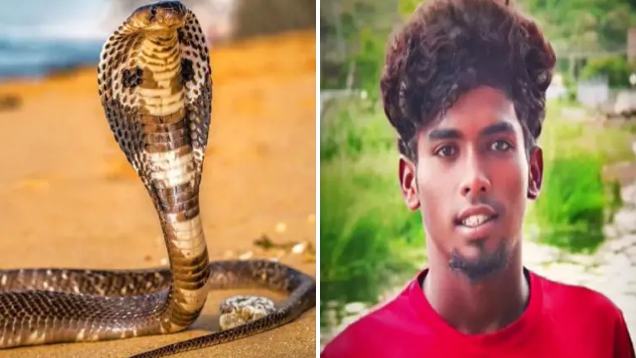 யாருப்பா நீ? பாம்பு பிடிக்க முயன்ற இளைஞருக்கு நேர்ந்த சோகம்.. இந்த தவறை பண்ணாதீங்க! யாருப்பா நீ? பாம்பு பிடிக்க முயன்ற இளைஞருக்கு நேர்ந்த சோகம்.. இந்த தவறை பண்ணாதீங்க!