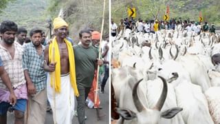 மாடு மேய்த்து சீமான் போராட்டம்.. வனத்துறையினருடன் தள்ளுமுள்ளு..  தேனியில் பரபரப்பு!