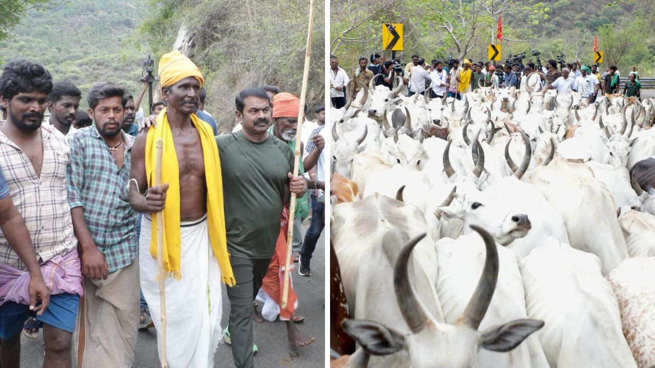மாடு மேய்த்து சீமான் போராட்டம்.. வனத்துறையினருடன் தள்ளுமுள்ளு.. தேனியில் பரபரப்பு! மாடு மேய்த்து சீமான் போராட்டம்.. வனத்துறையினருடன் தள்ளுமுள்ளு.. தேனியில் பரபரப்பு!