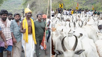 மாடு மேய்த்து சீமான் போராட்டம்.. வனத்துறையினருடன் தள்ளுமுள்ளு!