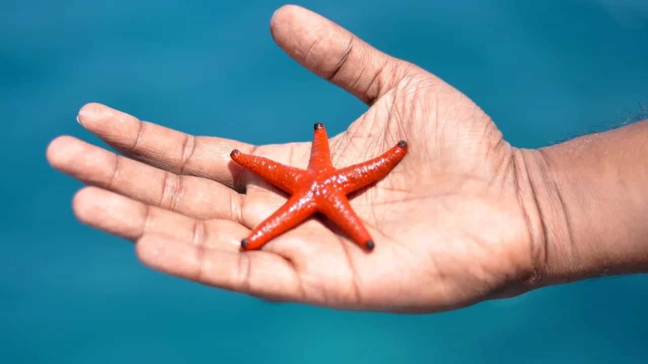 10 ஆண்டுகள் மர்மம்.. கூட்டம் கூட்டமாக இறந்த நட்சத்திர மீன்கள்.. உண்மையை கண்டுபிடித்த ஆய்வாளர்கள்! 10 ஆண்டுகள் மர்மம்.. கூட்டம் கூட்டமாக இறந்த நட்சத்திர மீன்கள்.. உண்மையை கண்டுபிடித்த ஆய்வாளர்கள்!