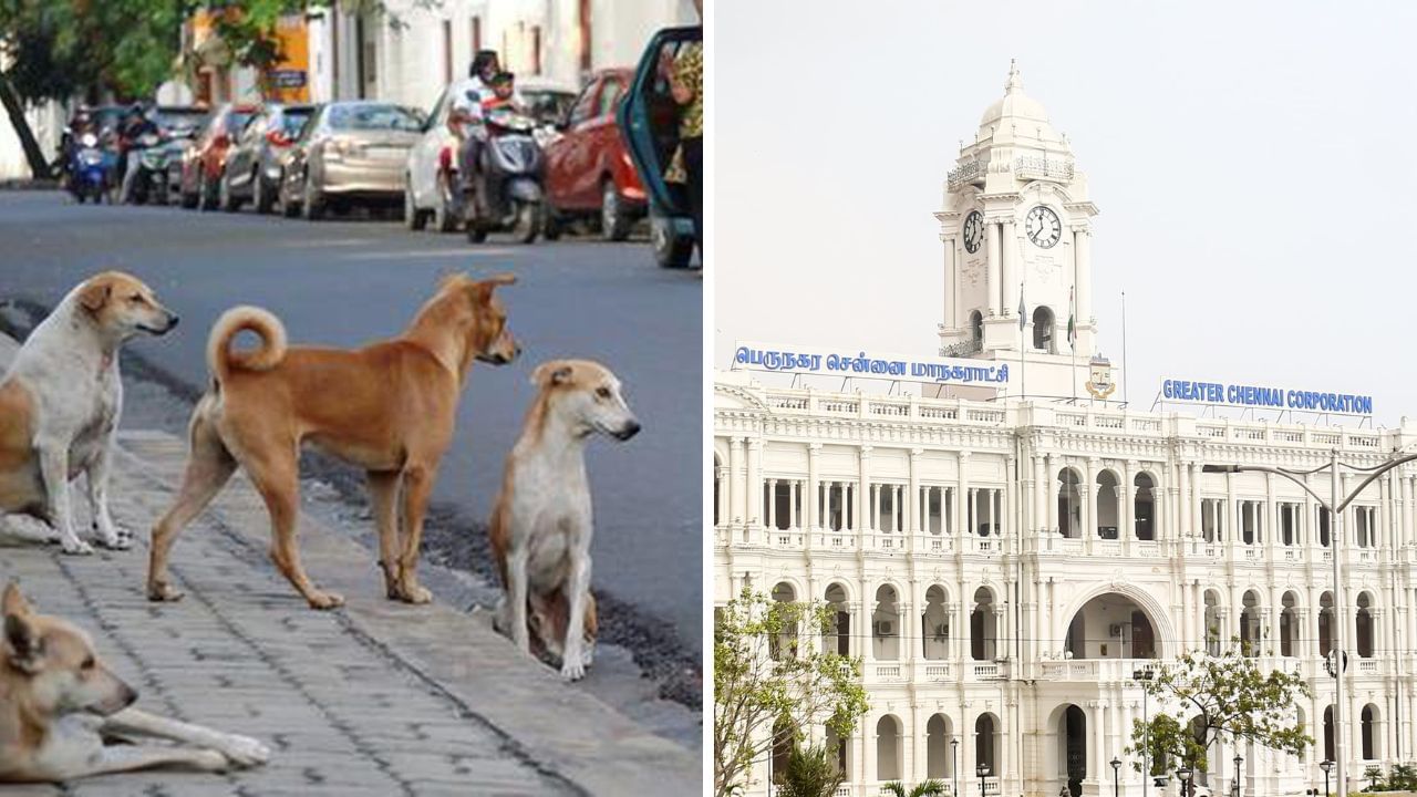 தெரு நாய்களுக்கு தடுப்பூசி..  சென்னை மாநகராட்சி எடுத்த முடிவு.. இனி பிரச்னை இருக்காது!