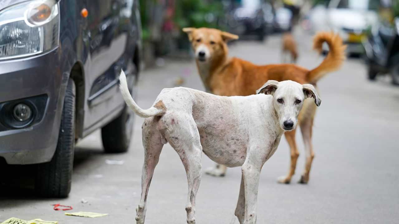 மீண்டும் அதிர்ச்சி.. நெல்லையில் சிறுமியின் முகத்தை கடித்து குதறிய தெருநாய்! மீண்டும் அதிர்ச்சி.. நெல்லையில் சிறுமியின் முகத்தை கடித்து குதறிய தெருநாய்!