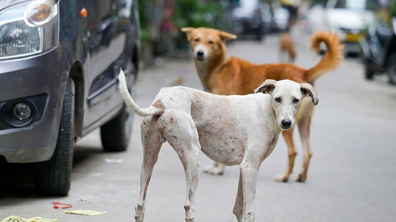 மீண்டும் அதிர்ச்சி.. நெல்லையில் சிறுமியின் முகத்தை கடித்து குதறிய தெருநாய்! மீண்டும் அதிர்ச்சி.. நெல்லையில் சிறுமியின் முகத்தை கடித்து குதறிய தெருநாய்!