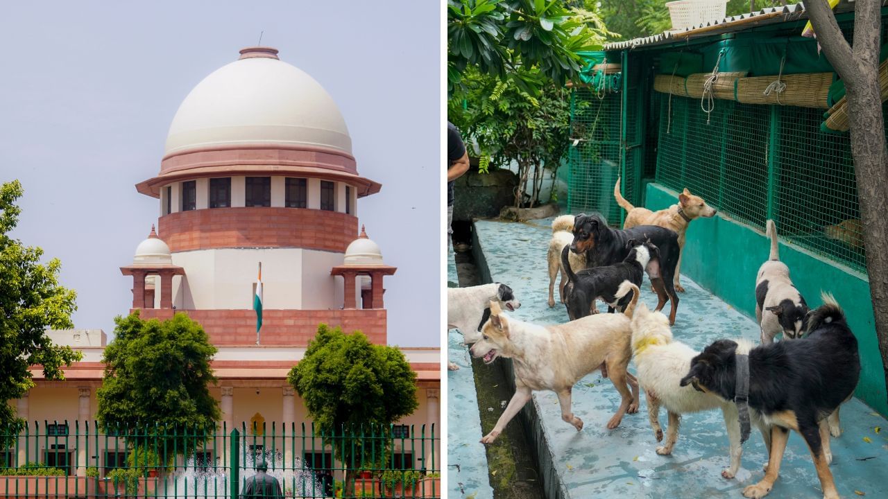 தெருநாய்களை காப்பகத்தில் அடைக்க தடை.. பொதுஇடங்களில் உணவளிக்க தடை.. உச்ச நீதிமன்றம் அதிரடி! தெருநாய்களை காப்பகத்தில் அடைக்க தடை.. பொதுஇடங்களில் உணவளிக்க தடை.. உச்ச நீதிமன்றம் அதிரடி!