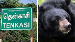 தென்காசியில் அதிர்ச்சி.. கரடி தாக்கி 3 பேர் பெண்கள் படுகாயம்!