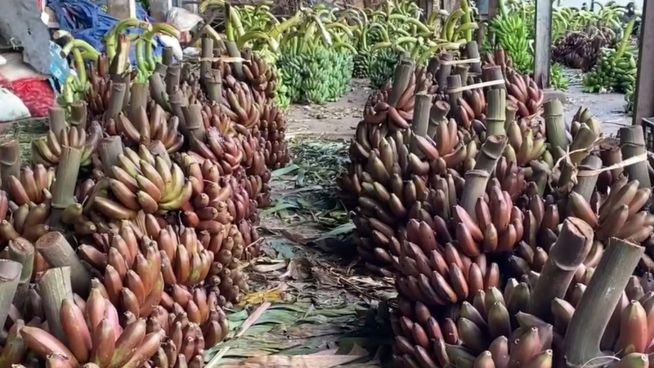 விநாயகர் சதுர்த்தி விழா.. தூத்துக்குடியில் களைகட்டிய மார்க்கெட்!