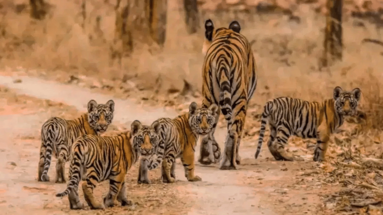 புலிகள் நிறைந்த நடுக்காட்டுப் பகுதியில் சிக்கிய சுற்றுலாப் பயணிகள் – திகில் சம்பவம்!