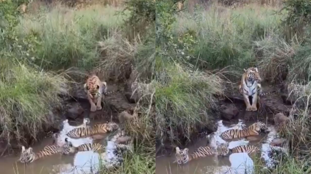 Viral Video : தண்ணீர் குட்டையில் உல்லாசமாக நீராடிய புலி குட்டிகள்.. கண் இமைக்காமல் காவல் காத்த தாய் புலி! Viral Video : தண்ணீர் குட்டையில் உல்லாசமாக நீராடிய புலி குட்டிகள்.. கண் இமைக்காமல் காவல் காத்த தாய் புலி!