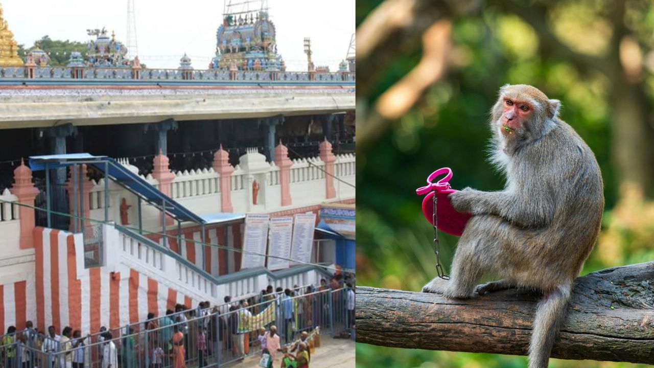 Tiruttani:  திருத்தணி கோயிலில் குரங்குகள் அட்டகாசம்.. 5 பேரை கடித்தது!