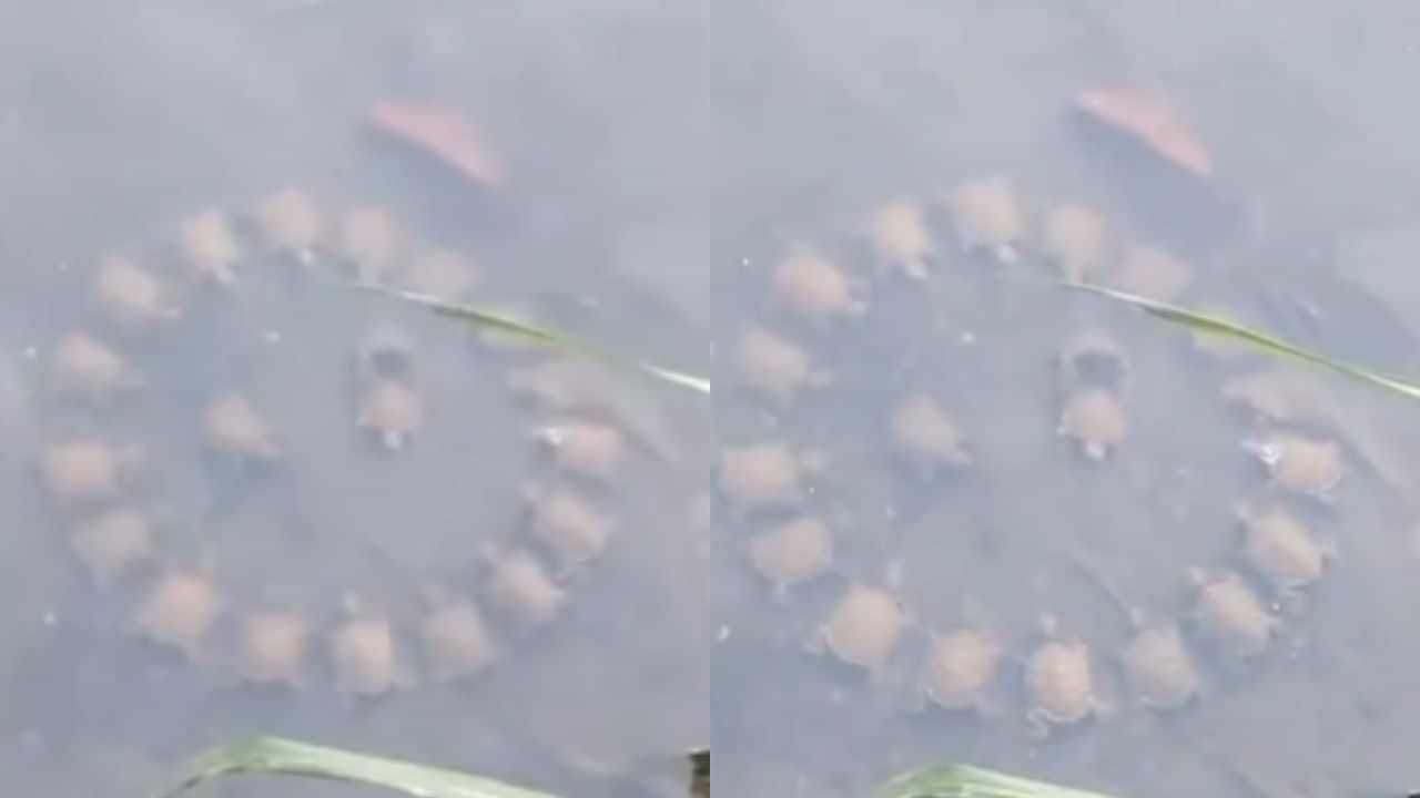Viral Video : ஆற்றில் வட்டமேசை மாநாடு நடத்திய ஆமைகள்.. இணையத்தில் வைரலாகும் வியப்பூட்டும் வீடியோ! Viral Video : ஆற்றில் வட்டமேசை மாநாடு நடத்திய ஆமைகள்.. இணையத்தில் வைரலாகும் வியப்பூட்டும் வீடியோ!