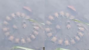 Viral Video : ஆற்றில் வட்டமேசை மாநாடு நடத்திய ஆமைகள்.. இணையத்தில் வைரலாகும் வியப்பூட்டும் வீடியோ!