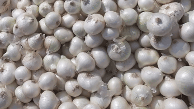 வெள்ளை வெங்காயத்தில் இவ்வளவு நன்மைகளா? ஆச்சரிய தகவல்!