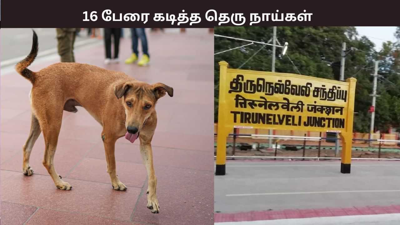 ஒரே நாளில் 16 பேர்.. ஒரு மணி நேரத்தில் 11 பேர்.. கடித்து குதறிய தெரு நாய்.. ஒரே நாளில் 16 பேர்.. ஒரு மணி நேரத்தில் 11 பேர்.. கடித்து குதறிய தெரு நாய்..