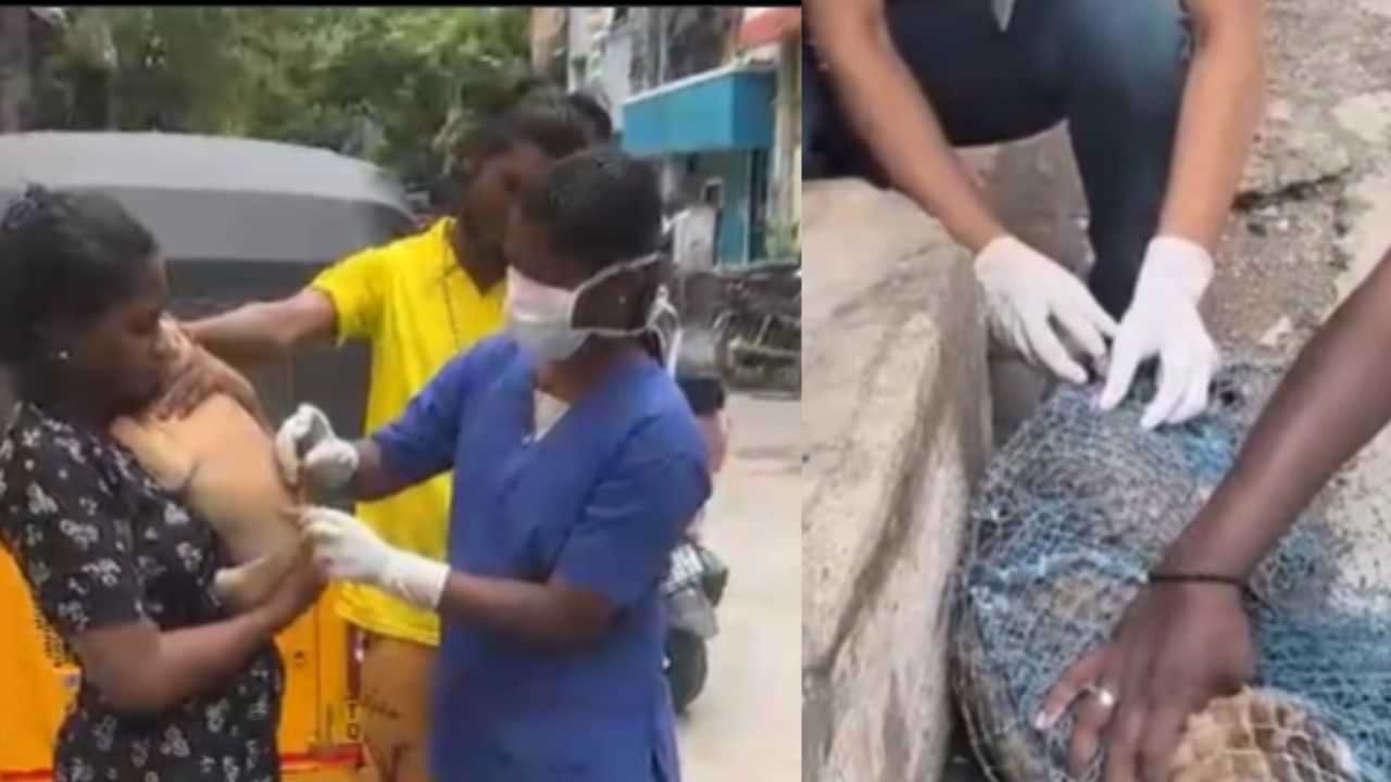 இதுவரை 28,250 தெரு நாய்களுக்கு ரேபிஸ் தடுப்பூசி - சென்னை மாநகராட்சி சொல்லும் டேட்டா..