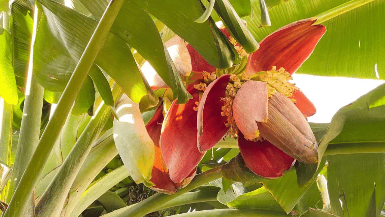 மன அழுத்தம் முதல் இரத்த சோகை வரை... வாழைப்பூவில் உள்ள மருத்துவ குணங்கள் மன அழுத்தம் முதல் இரத்த சோகை வரை... வாழைப்பூவில் உள்ள மருத்துவ குணங்கள்