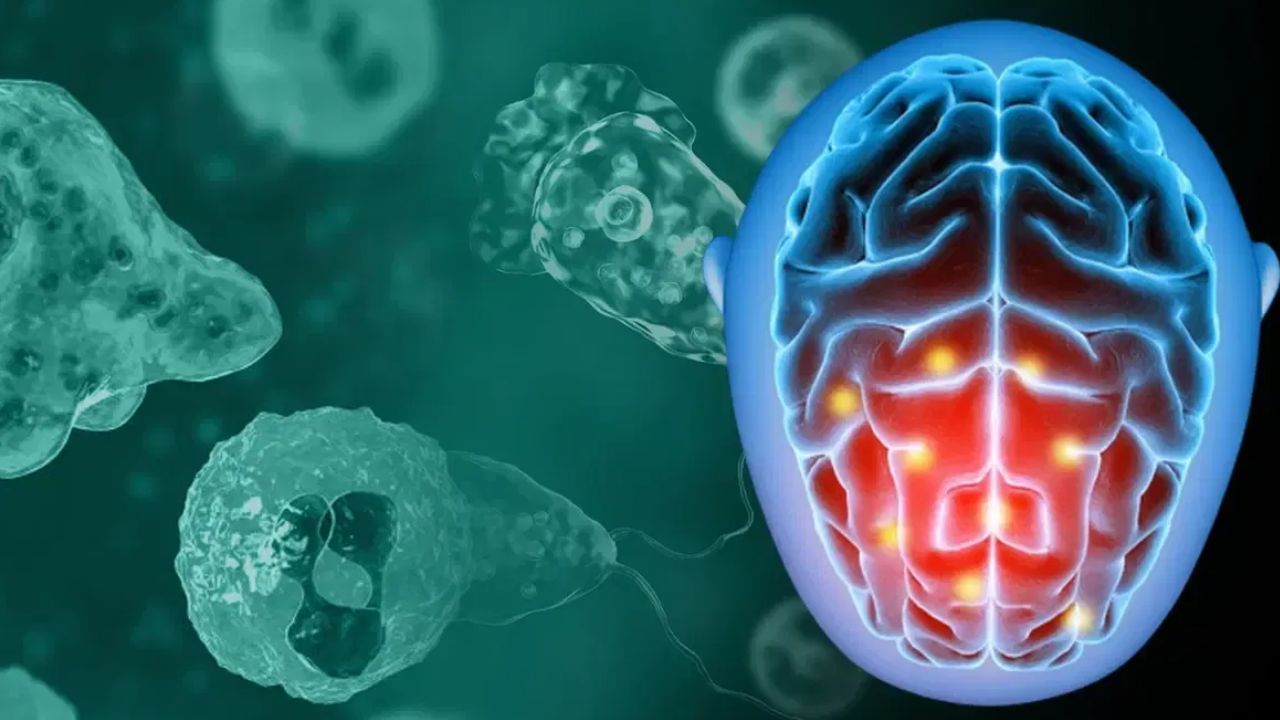 Brain Eating Amoeba: மூளையை உண்ணும் அமீபா என்றால் என்ன..? இது உண்மையில் மூளையை சாப்பிடுமா..? Brain Eating Amoeba: மூளையை உண்ணும் அமீபா என்றால் என்ன..? இது உண்மையில் மூளையை சாப்பிடுமா..?