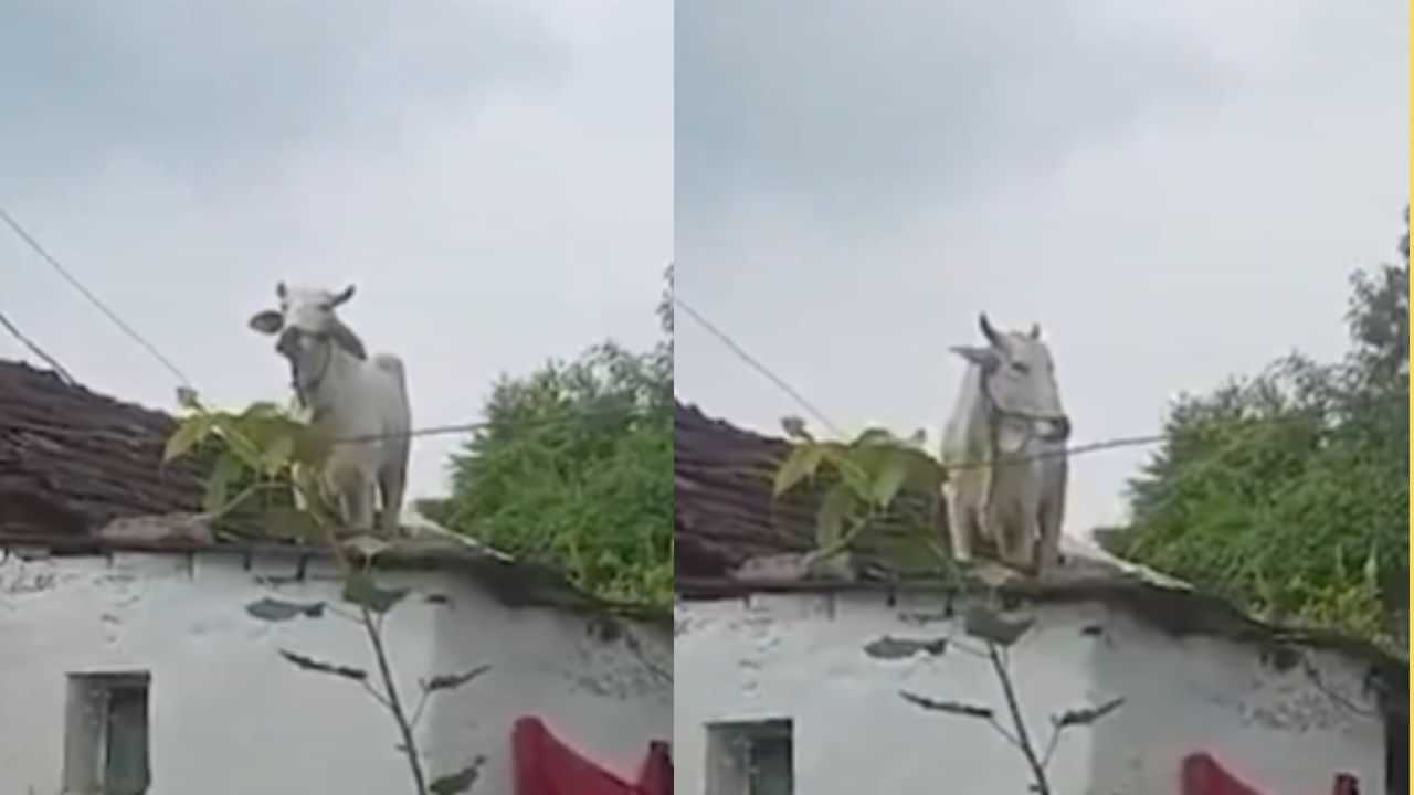 Viral Video : தெரு நாய்களுக்கு பயந்து கூரை மீது ஏறிய மாடு.. தெலங்கானாவில் பரபரப்பு!