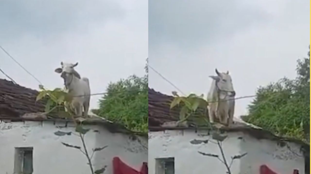 Viral Video : தெரு நாய்களுக்கு பயந்து கூரை மீது ஏறிய மாடு.. தெலங்கானாவில் பரபரப்பு!